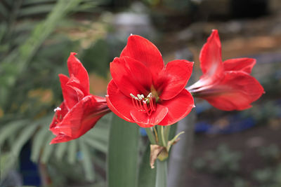 Close-up, of amaryllis red with yellow grains.