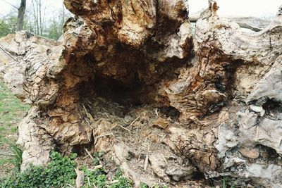 Close-up of tree trunk