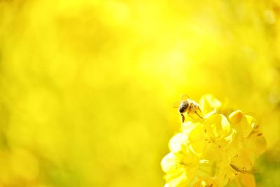 Close-up of honeybee pollinating on yellow flowers