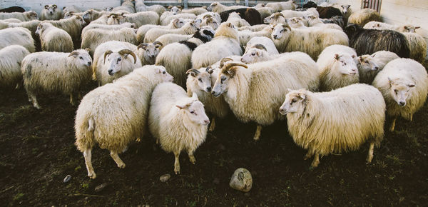 Flock of sheep on land