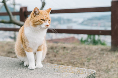 Cat looking away