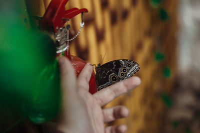 Close-up of hand holding butterfly