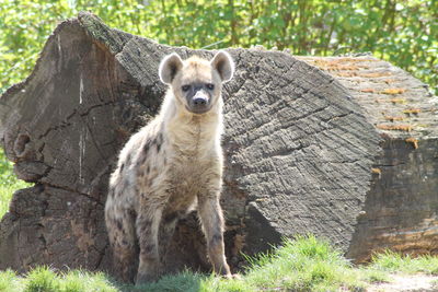Portrait of hyena standing on log in forest