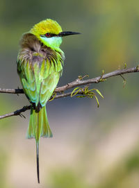 Close-up of bird perching on branch