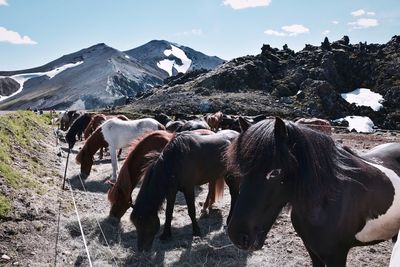 Horses standing on snow covered field against sky