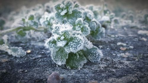 Close-up of frozen plant on land