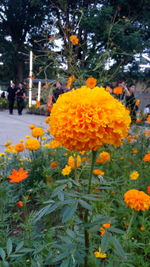 Close-up of yellow flowers blooming in park