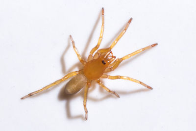 Close-up of insect on white background