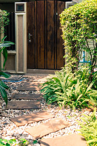 Plants growing outside building