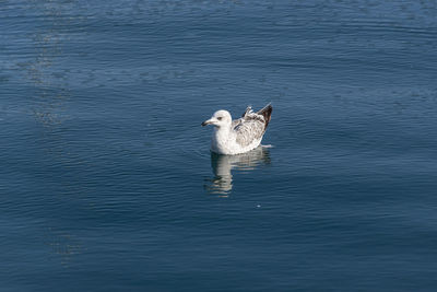 High angle view of duck swimming in lake
