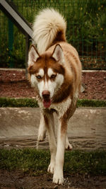 Portrait of dog standing on land