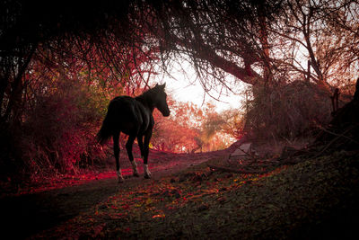 Horse standing in a forest