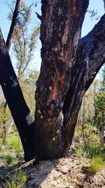 Tree trunk in forest