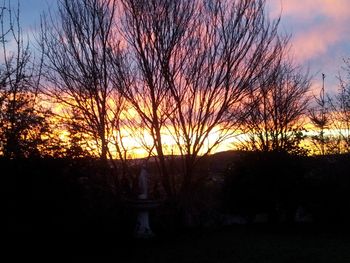 Silhouette of trees at sunset