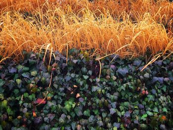 Close-up of crops on field