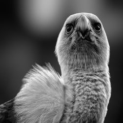 Close-up of a bird looking away