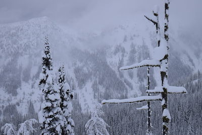 Panoramic view of trees on snow covered landscape