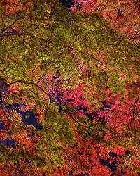 Close-up of maple tree during autumn