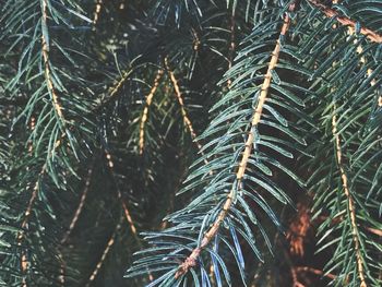 Close-up of pine tree