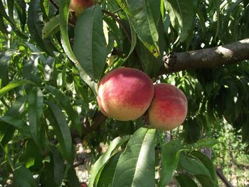 Close-up of apples on tree