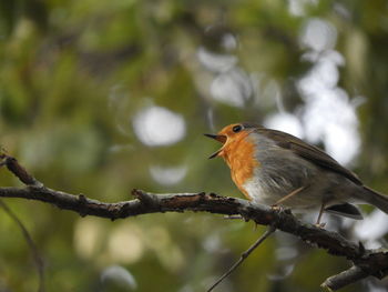 Close-up of bird perching on branch