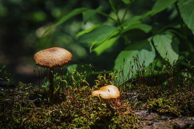 Close-up of mushroom growing on field