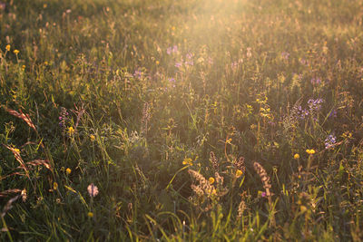 Close-up of grass growing in field