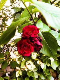 Close-up of red flowers blooming outdoors