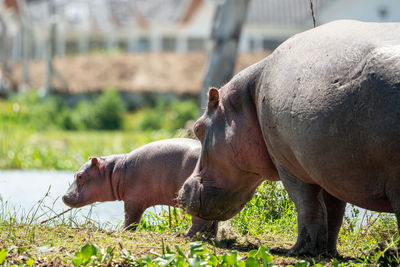 Close-up of pig