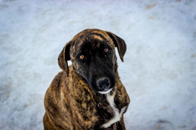 High angle portrait of dog sitting outdoors