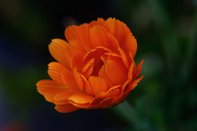 Close-up of orange rose