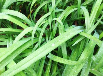 Full frame shot of wet plants