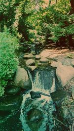 Stream flowing through forest