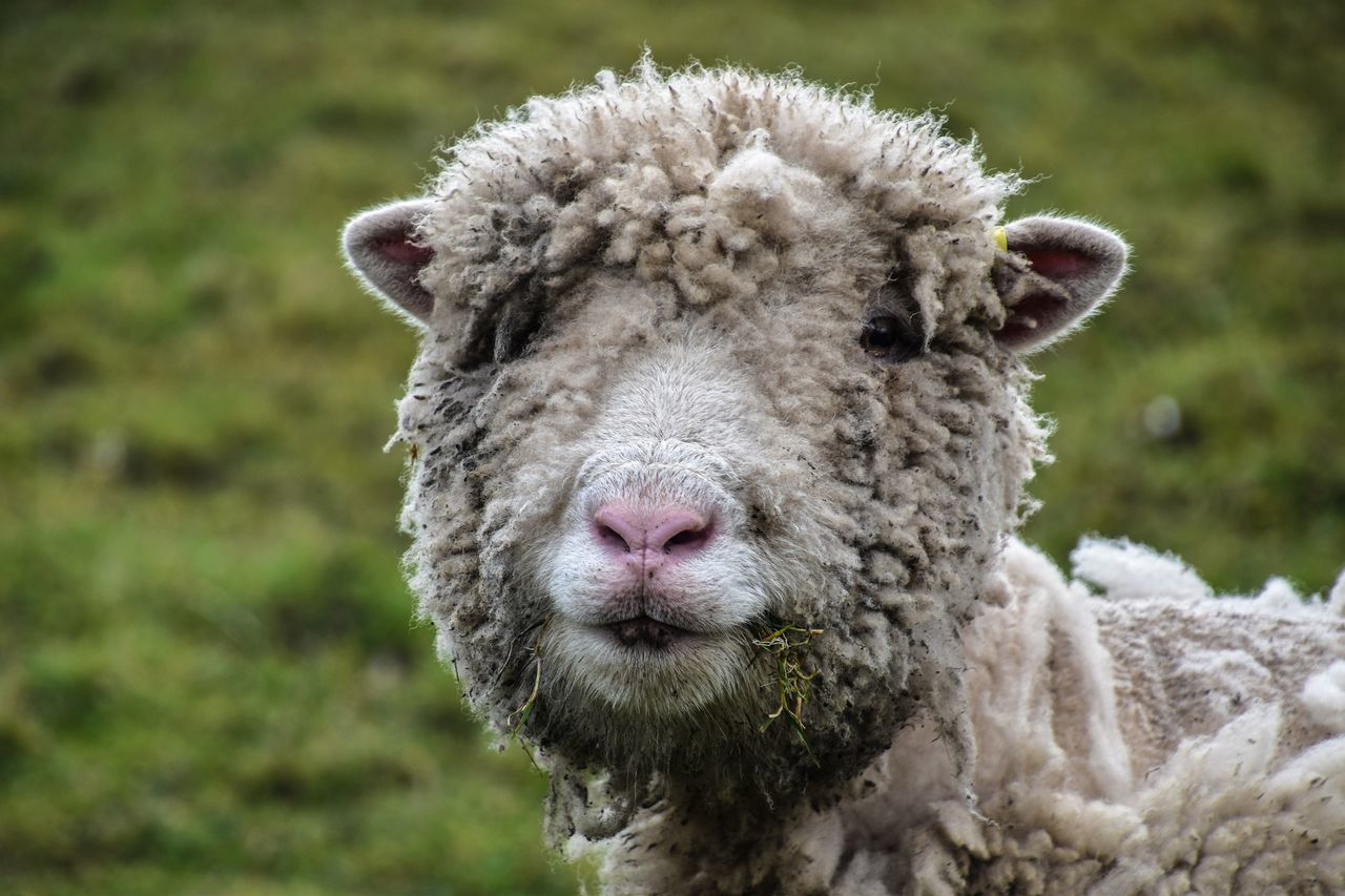 mammal, animal themes, animal, one animal, livestock, sheep, domestic animals, close-up, focus on foreground, domestic, pets, portrait, vertebrate, no people, field, day, land, animal head, animal body part, nature, lamb, herbivorous