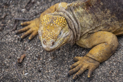 Close-up of lizard on land