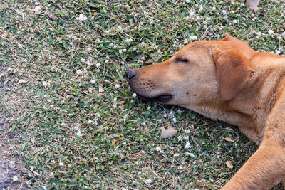 High angle view of dog on field