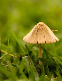Close-up of mushroom growing on field
