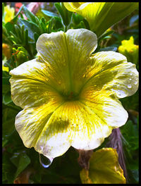 Close-up of yellow flowers