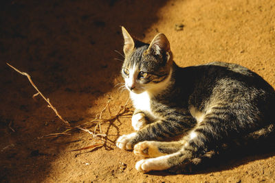 High angle view of a cat looking away