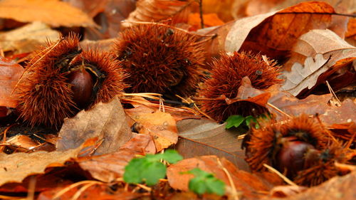 Close-up of dried autumn leaves