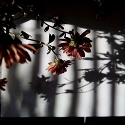 Close-up of pink flowers growing in park