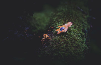 Close-up of a mushroom