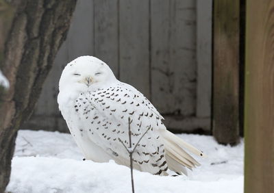 Close-up of a bird on snow