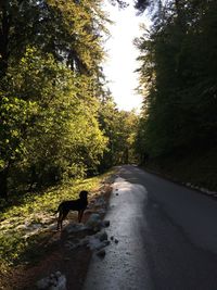 Road along trees