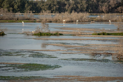 View of birds in lake