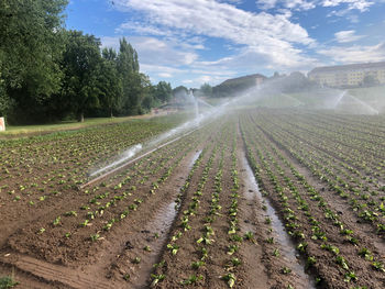 Panoramic view of agricultural field against sky