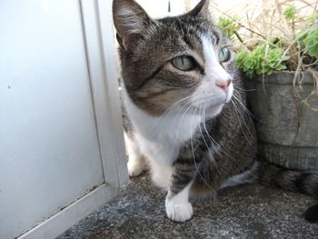 Close-up of cat looking away