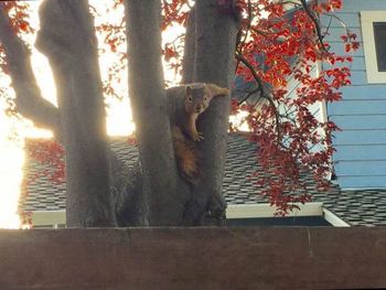 Close-up of tree in house