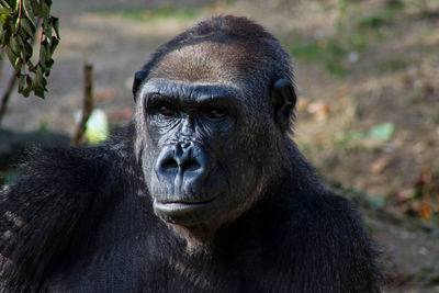 Close-up portrait of black at zoo