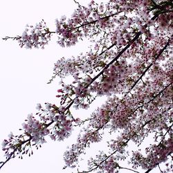 Low angle view of cherry blossom tree